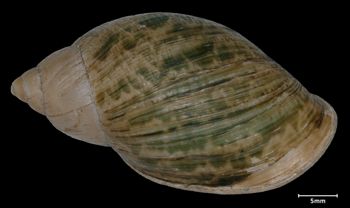 Media type: image;   Malacology 50362 Aspect: dorsal